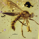 Illustration for article titled This Exquisitely-Preserved 100 Million-Year-Old Fly Is Just Ridiculous